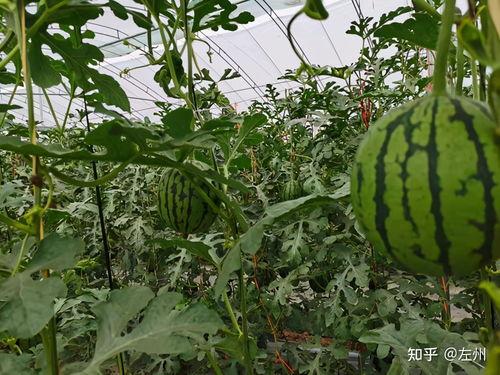 小吊瓜西瓜今日价,小吊瓜西瓜，新鲜上市，价格实惠