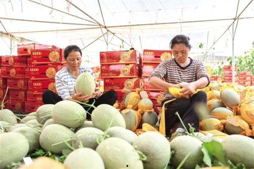 沙漠蜜瓜批发市场今日行情,甜蜜价格波动解析