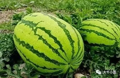 今日吃瓜热门大瓜51,揭秘51号大瓜背后的惊人真相