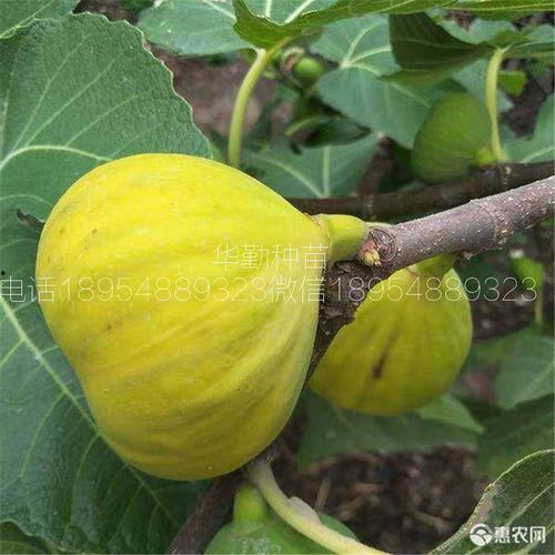 今日包子瓜价格