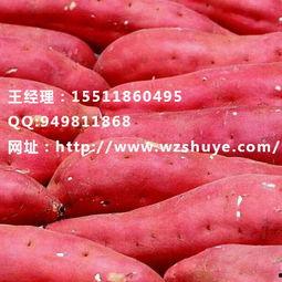 烟薯25地瓜今日价格,市场行情一览”