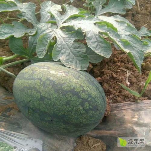 紫福瓜今日行情,价格波动与市场动态一览