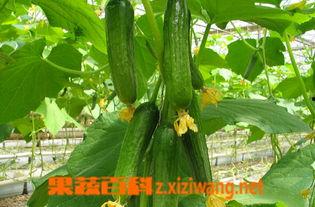 今日乳瓜批发价格多少,行情波动背后的秘密