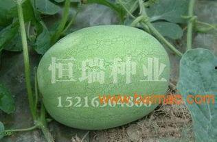 南马厂垃圾瓜今日价格