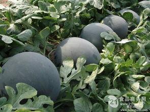 新疆今日籽瓜行情,今日市场动态一览
