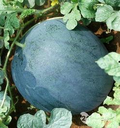 新疆今日籽瓜行情,今日市场动态一览
