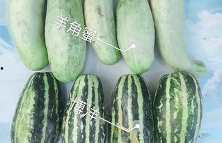 保山小瓜今日价格,今日行情一览”