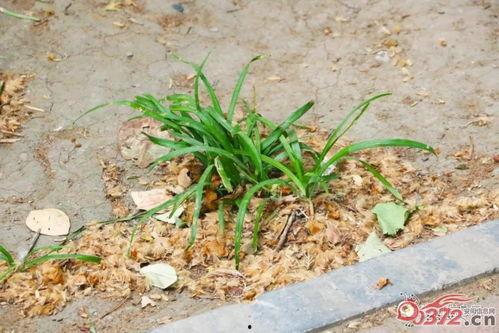 安阳瓠瓜今日价格,市场行情一览”