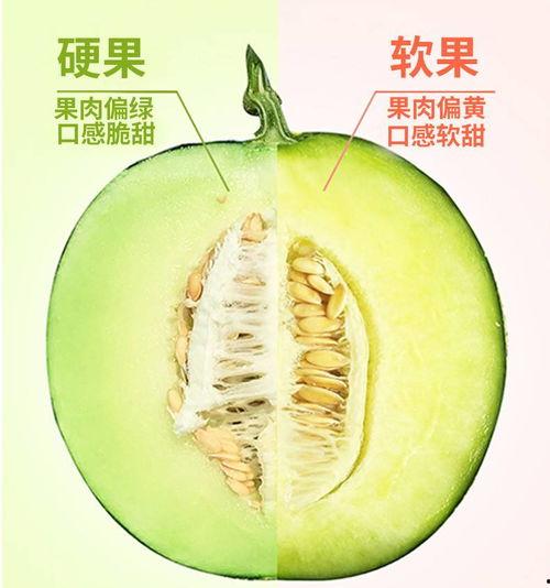 奶香蜜瓜今日拿货价,尽享夏日甜蜜滋味