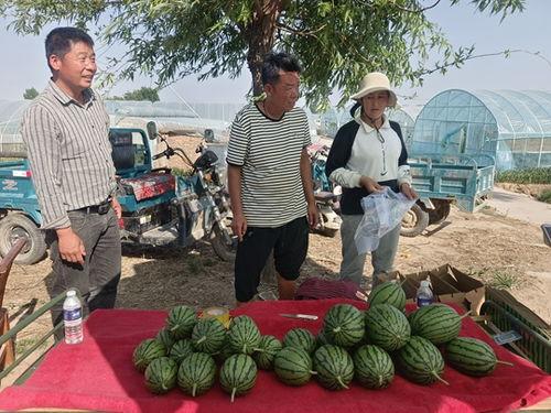 中牟吊瓜今日价格查询表,市场行情实时更新