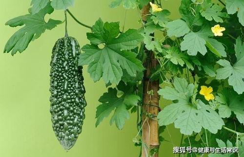 今日夏至吃瓜赏花图片