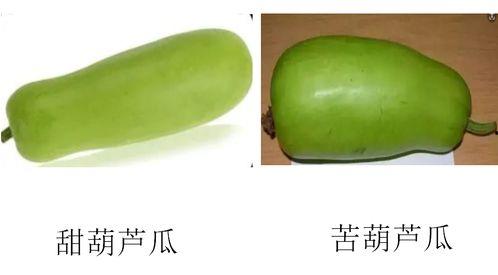 今日葫芦瓜多少钱一斤啊,一斤多少钱？