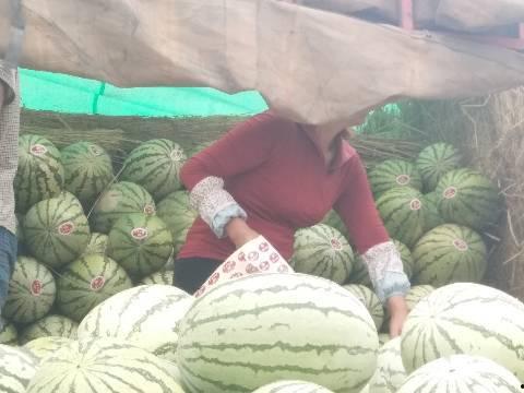 今日万邦硒砂瓜价格行情,今日市场动态一览