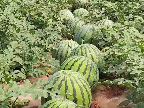 夏县甜蜜蜜瓜今日行情,新鲜上市，价格走俏，抢购正当时！