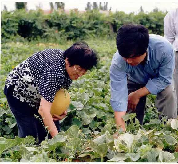 今日新疆吃瓜事件视频,一场网络热议背后的真相与反思