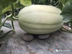 五一吃瓜今日吃瓜网黄,揭秘今日吃瓜网黄大事件