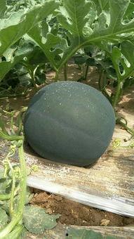 蒲城今日瓜价,新鲜上市，价格实惠，快来抢购！