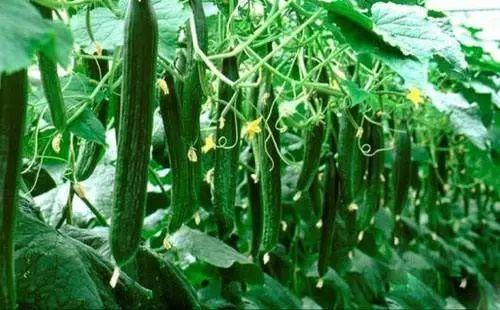 今日大瓜必吃大瓜,揭秘娱乐圈最新热点事件