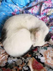 老猫明星网红视频合集,短视频中的璀璨星光