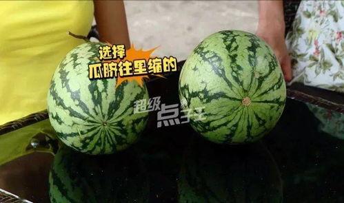 小圆瓜今日行情,价格波动与市场动态一览