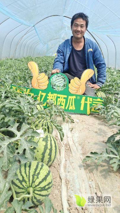 夏邑今日瓜价行情最新,今日瓜价走俏，新鲜上市瓜果价格一览