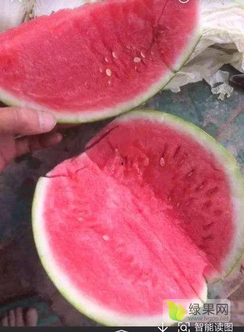 夏邑今日瓜价行情最新,今日瓜价走俏，新鲜上市瓜果价格一览