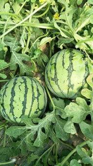 夏邑今日瓜价行情最新,今日瓜价走俏，新鲜上市瓜果价格一览