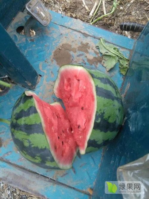 中牟吊瓜今日价格多少钱,价格一览