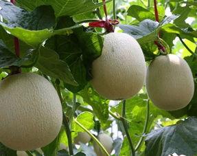 今日网纹瓜价格行情走势,今日行情走势解析