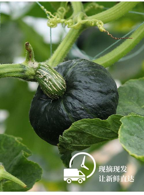 贝贝瓜今日价格3月9号,市场动态一览”