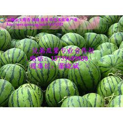 陕西今日瓜价,新鲜上市，价格行情一览