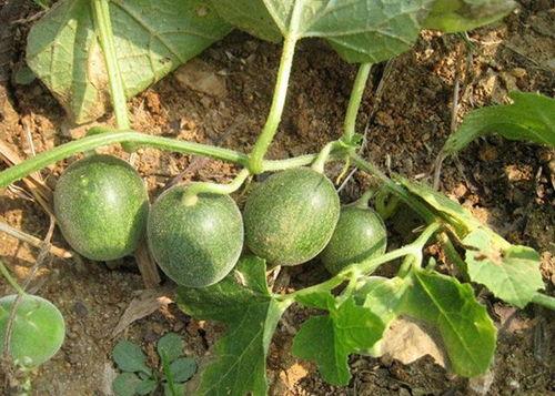 通海今日小瓜多少钱一斤,今日行情一览