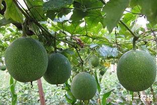 小吊瓜今日价格表最新,今日市场行情一览