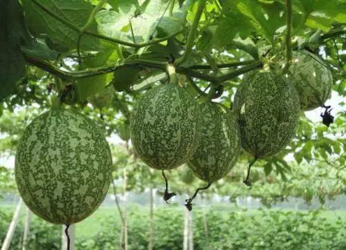 小吊瓜今日价格表最新,今日市场行情一览