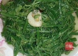 洋瓜尖价格今日,今日洋瓜尖价格波动解析