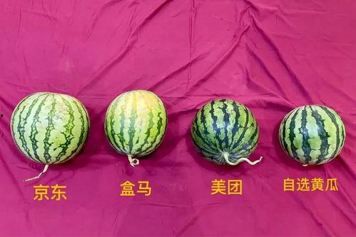 成都今日的瓜,揭秘网红美食背后的秘密