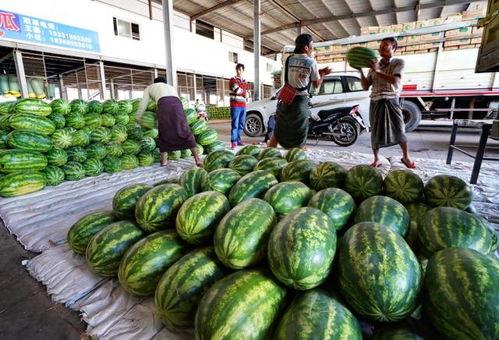 曲靖市场今日小圆瓜报价,新鲜上市，价格走俏