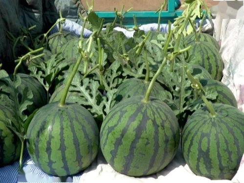 今日吊瓜行情价格表图片,价格波动与市场动态一览