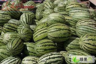 兴仁西沙瓜今日报价,价格行情一览”