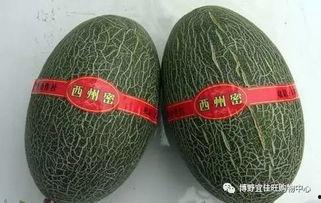 今日西州密哈密瓜今日报价,新鲜上市，价格行情一览