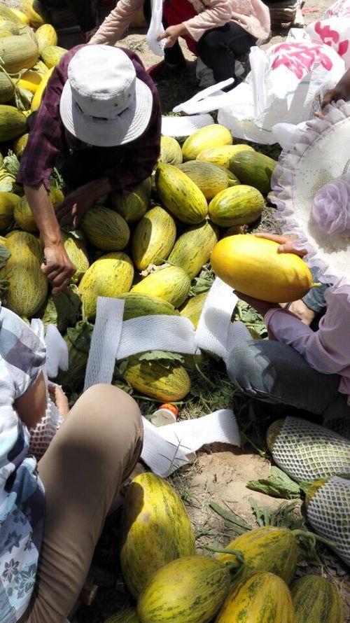 今日西州密哈密瓜今日报价,新鲜上市，价格行情一览