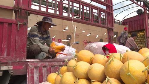 万邦今日蜜瓜行情价格,价格波动解析