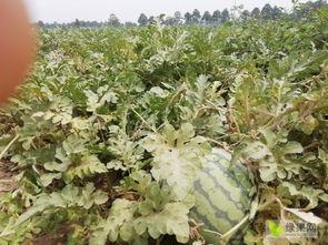 今日民权瓜价,瓜果飘香，价格波动引关注