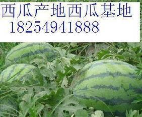 山东小白瓜今日行情,价格波动，市场需求旺盛