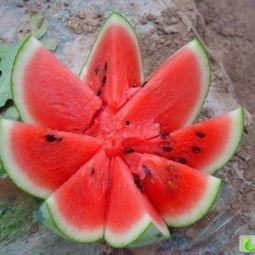 山东小白瓜今日行情,价格波动，市场需求旺盛