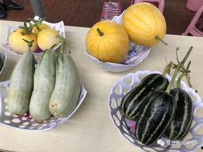 今日十瓜,探寻今日瓜界新潮流