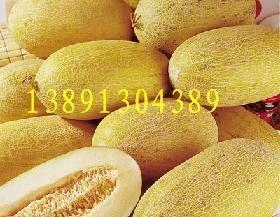 海南哈密瓜今日产地价格,品质之选，价格行情一览