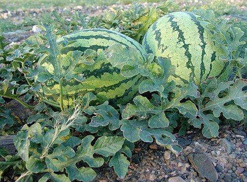 中卫硒砂瓜今日价格,价格行情一览