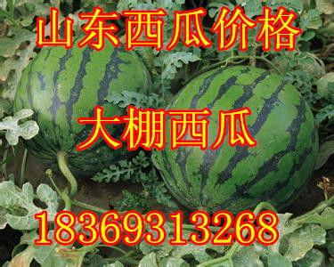 黑子瓜今日价格最新行情,最新行情揭示市场动态”