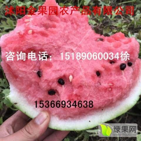 黑子瓜今日价格最新行情,最新行情揭示市场动态”